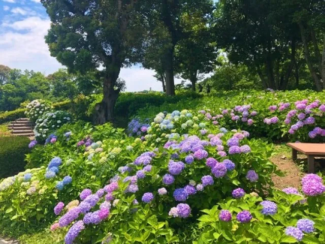 【あじさい・見ごろ】とくしま植物園_1