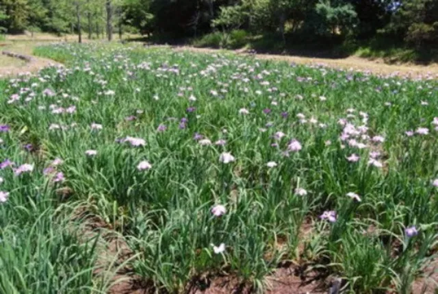【花・見ごろ】南阿波ピクニック公園の花菖蒲_1