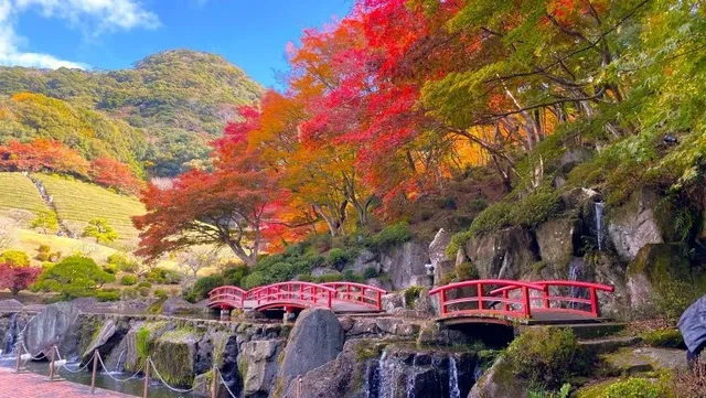 【紅葉・見ごろ】慧洲園_1