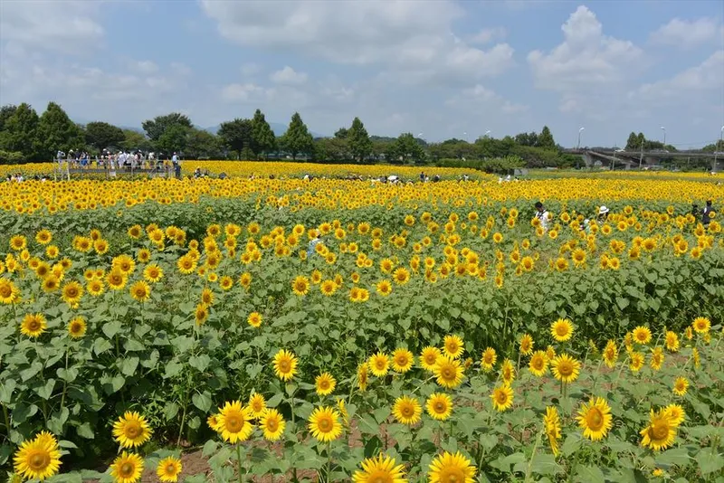 座間市 55万本のひまわりまつり