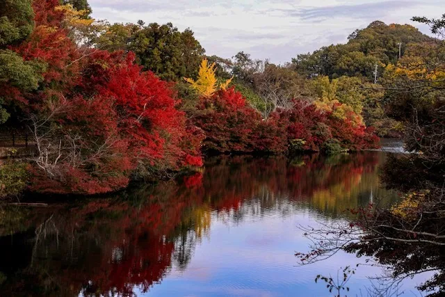 【紅葉・見ごろ】通谷池公園_1