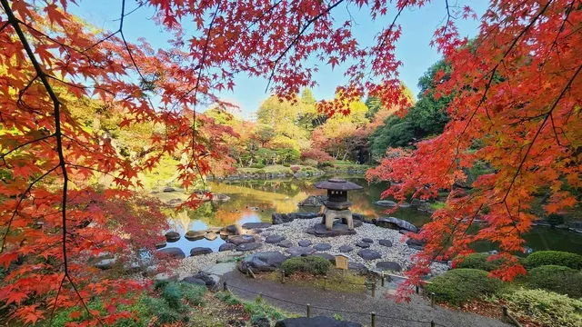 【紅葉・見ごろ】旧古河庭園_1
