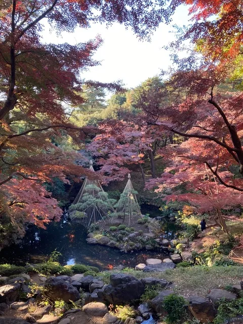 【紅葉・見ごろ】殿ヶ谷戸庭園_1