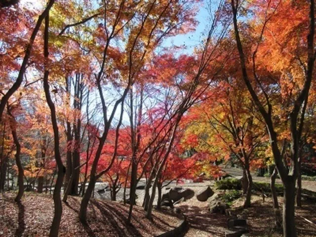 【紅葉・見ごろ】一本杉公園_1