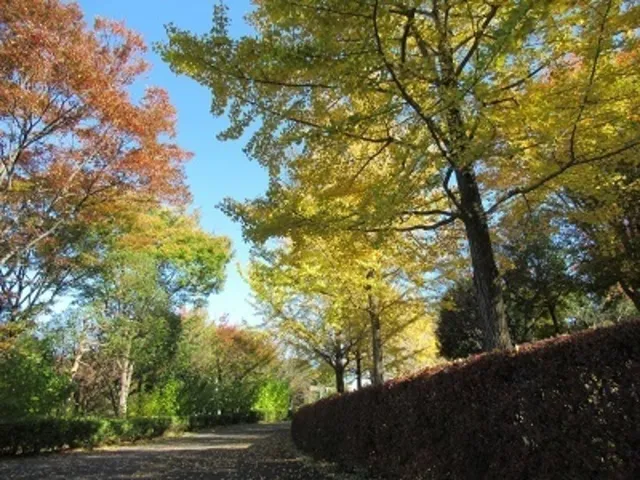 【紅葉・見ごろ】鶴牧西公園_1