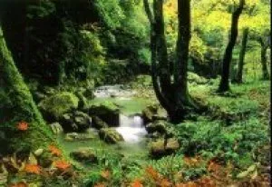 【紅葉・見ごろ】醒井峡谷_1