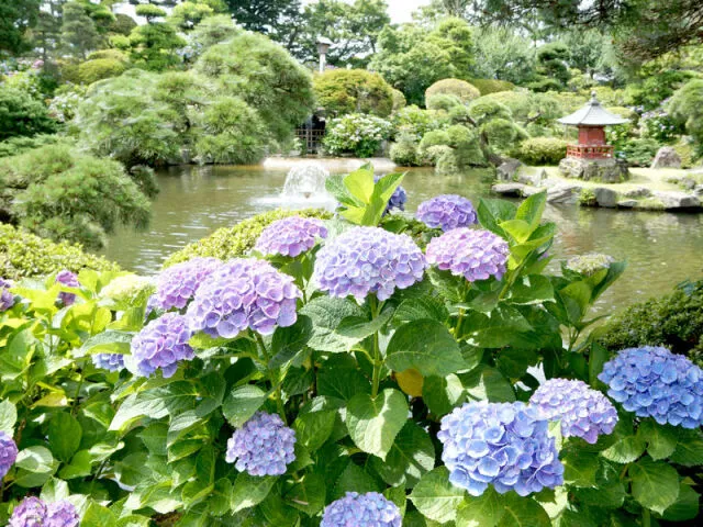 【あじさい・見ごろ】保和苑_1