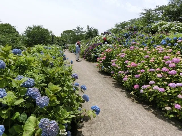 【あじさい・見ごろ】響山公園_1