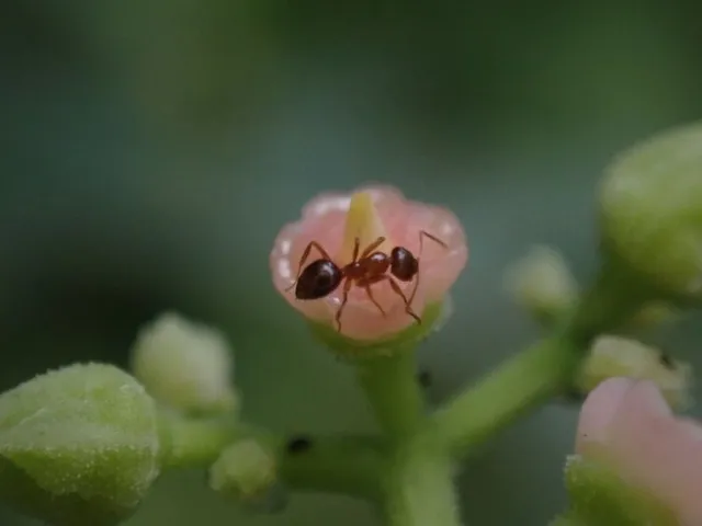 大人の科学バー・植物編vol.8_1