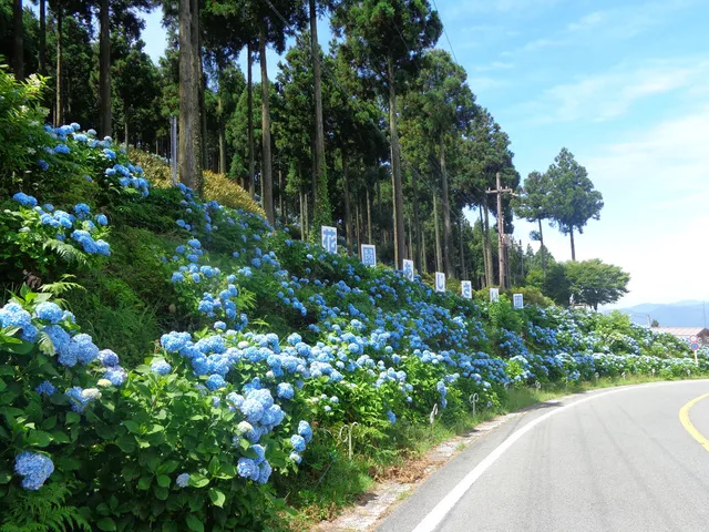 【あじさい・見ごろ】花園あじさい園_1