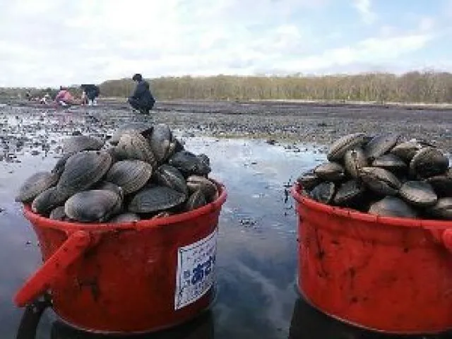別海町尾岱沼潮干狩りフェスティバル