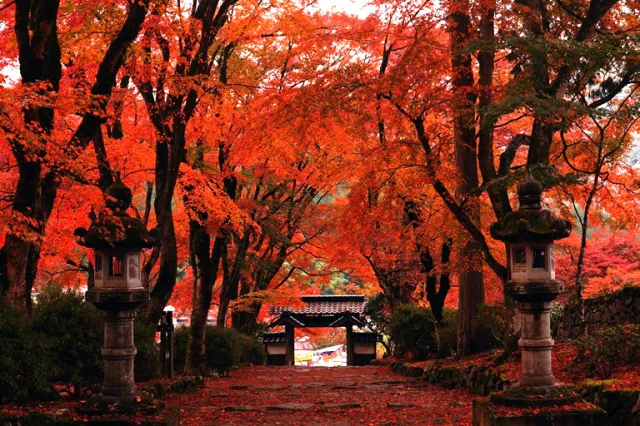 【紅葉・見ごろ】高源寺_1