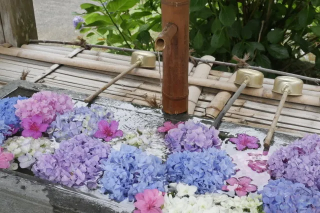 真野寺　あじさい祭_1
