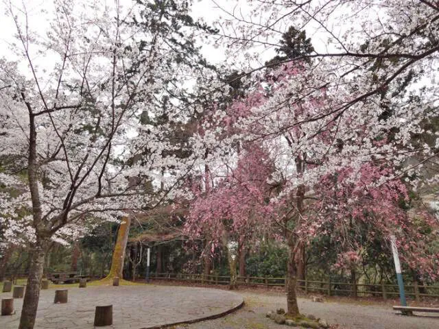 【桜・見ごろ】鶴仙渓桜公園_1