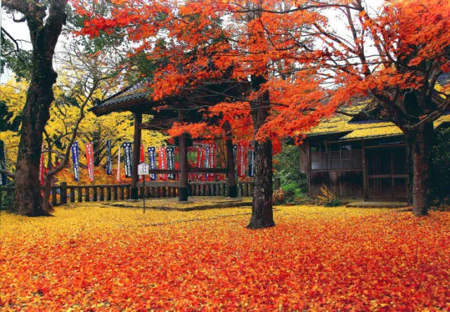 【紅葉・見ごろ】木山寺_1