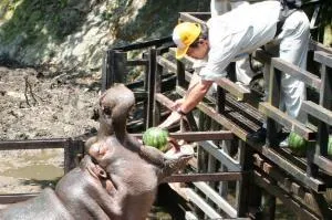 長崎バイオパーク　カバのスイカタイム_1