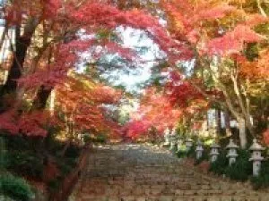 【紅葉・見ごろ】胡宮神社_1