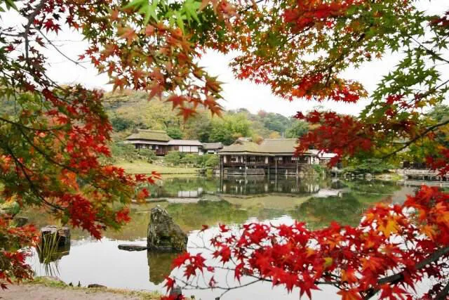 【紅葉・見ごろ】玄宮楽々園（玄宮園）_1