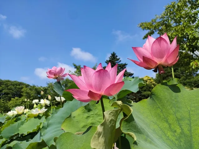 日比谷花壇大船フラワーセンター　ハスの早朝開園_1