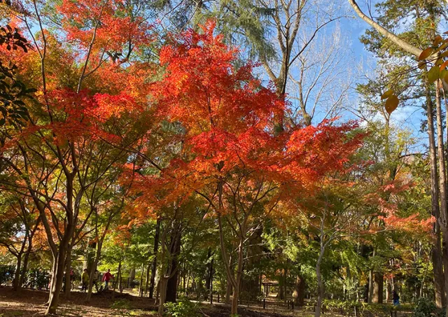 【紅葉・見ごろ】林試の森公園_1