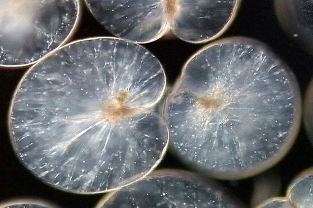 科学教室「ミクロの世界の生き物たち ～広島湾のミクロ生物を調べよう～」_1