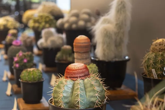 サボテンと多肉植物展_1