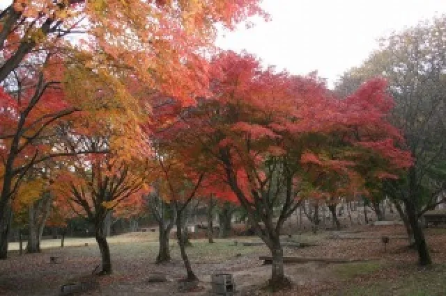 【紅葉・見ごろ】ちくさ高原_1