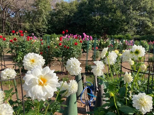 【花・見ごろ】国営武蔵丘陵森林公園　ダリア_1