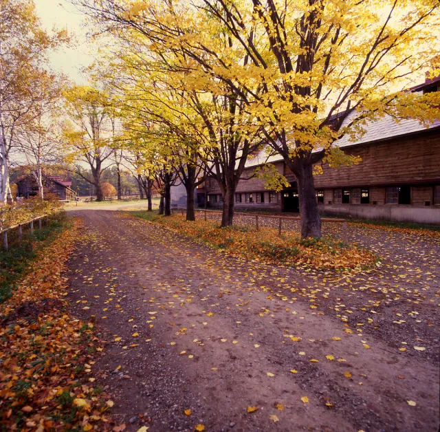 【紅葉・見ごろ】小岩井農場_1