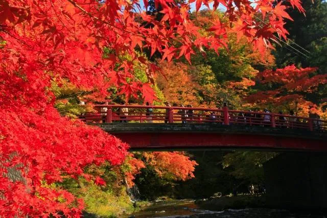 【紅葉・見ごろ】中野もみじ山_1