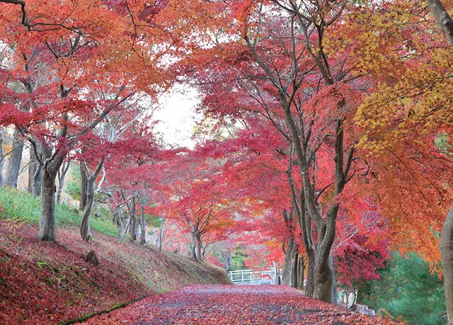 【紅葉・見ごろ】丹波自然運動公園_1