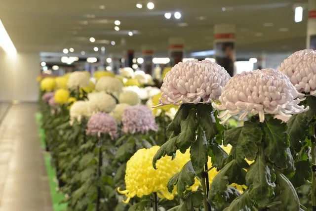 2026さっぽろ菊まつり（第64回）_1