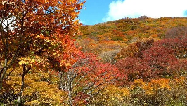 【紅葉・見ごろ】大佐渡スカイライン_1