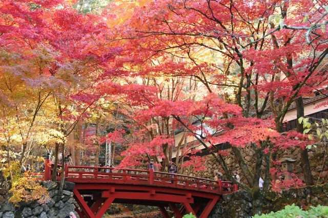 【紅葉・見ごろ】両界山横蔵寺_1