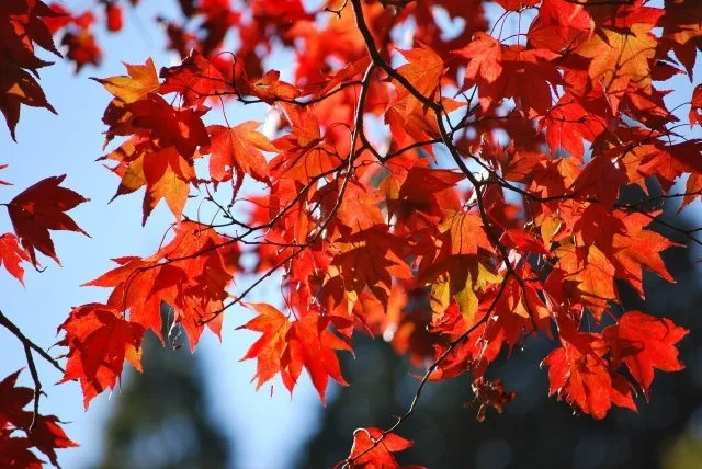 【紅葉・見ごろ】六甲高山植物園_1