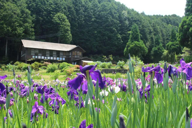 柳生花しょうぶ園　開園_1
