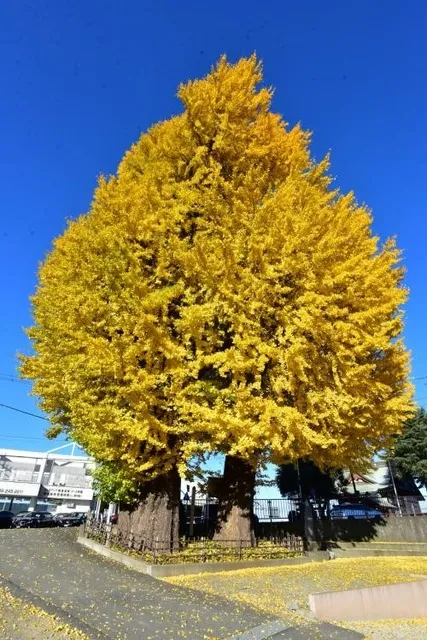 【紅葉・見ごろ】依知神社_1