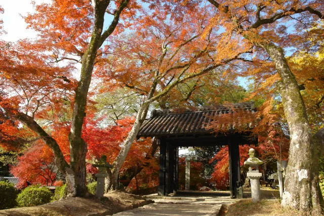【紅葉・見ごろ】秋月城跡_1