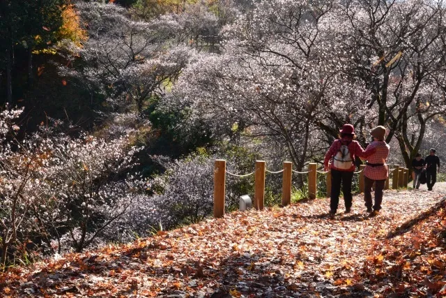 【紅葉・見ごろ】桜山公園_1