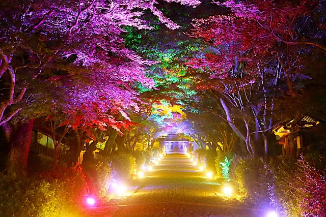 夕涼み　夏のライトアップ　～光りが織りなす極楽の世界～_1