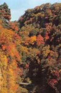 【紅葉・見ごろ】九酔渓_1