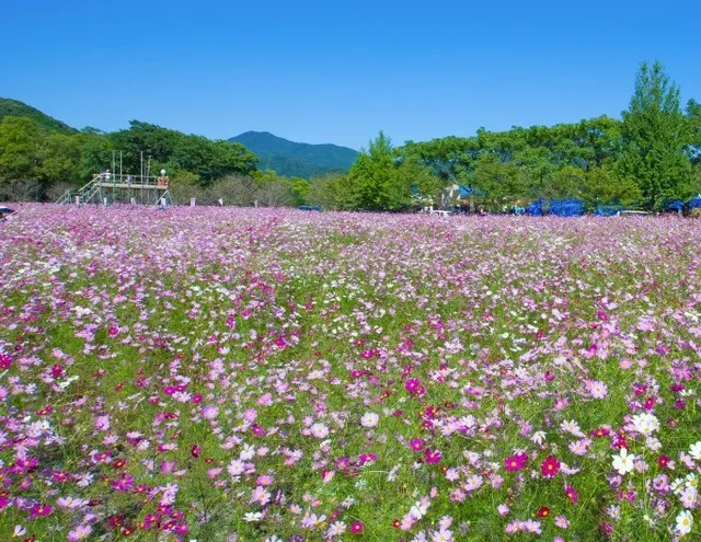 第42回 越知町コスモスまつり～秋の花火とかあにばる～_1