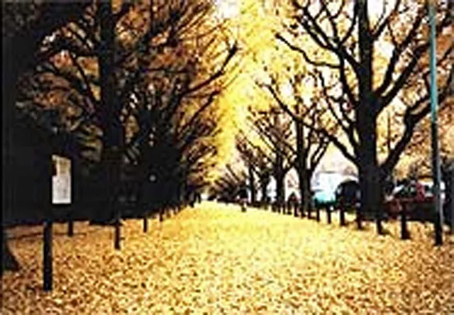 【紅葉・見ごろ】明治神宮外苑いちょう並木_1