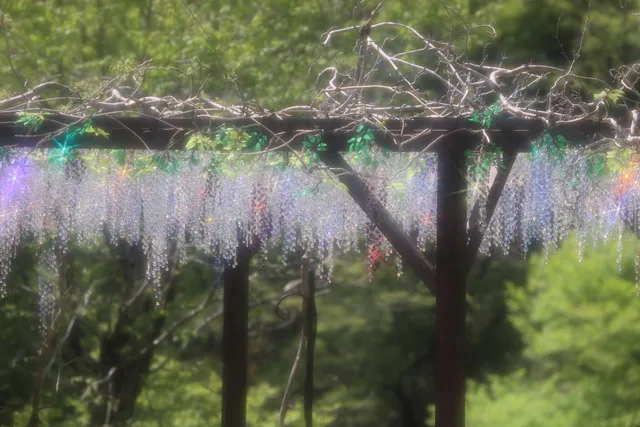 クリスタル・ガラスの藤の花_1