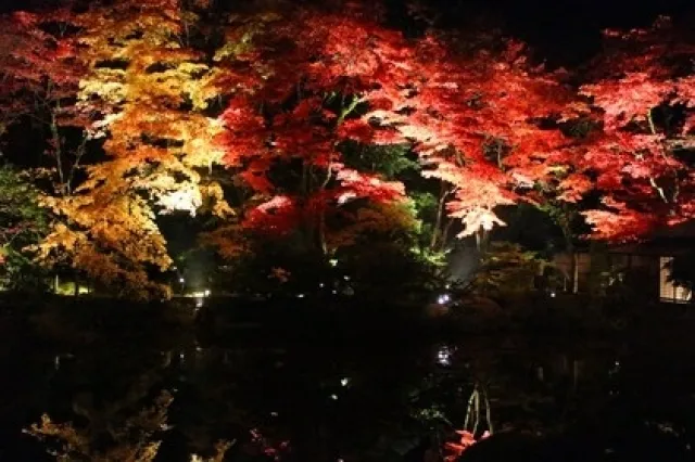令和8年　夜間特別拝観　逍遥園ライトアップ_1