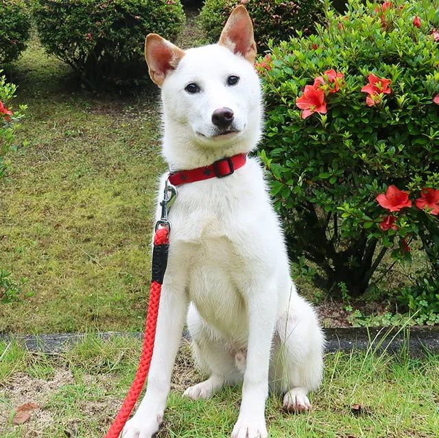 広島県動物愛護センター パピー＆ジュニア犬飼育相談会（8月）_1