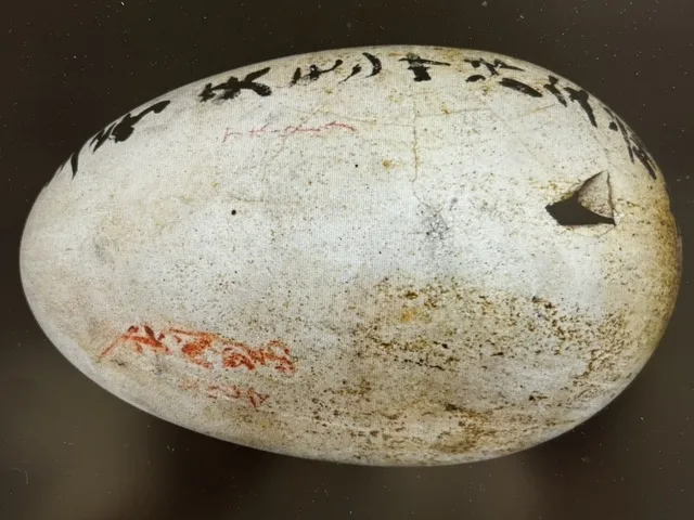 博物館・岐阜大学連携　特別企画展「鳥の卵のひみつ -Bird Eggs-」_1