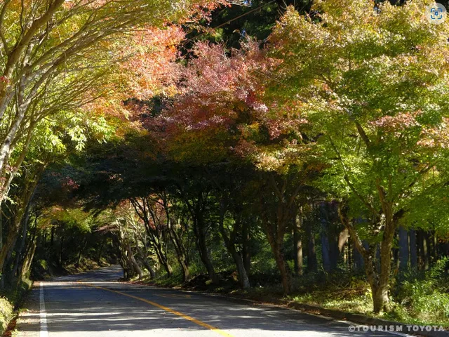 【紅葉・見ごろ】もみじ街道（加茂広域農道）_1