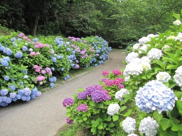 県立淡路島公園　アジサイまつり_1