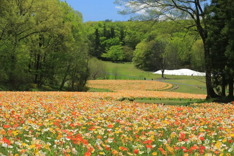 Happy Spring Festa 2026